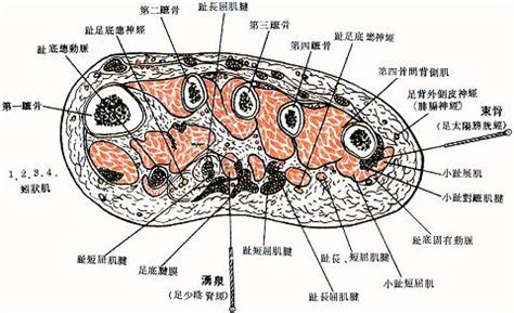 地根穴|醫砭 » 經穴庫 » 湧泉